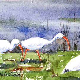 Ibis Trio by Renee Chastant
