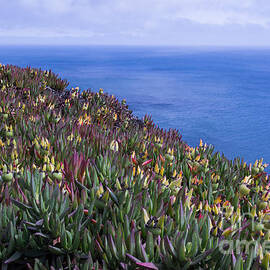 Ice Plant Overlook by Suzanne Luft