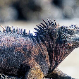 Iguana on the Move by Terry Davis