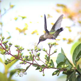 IMG_0879-001 - Ruby-throated Hummingbird by Travis Truelove