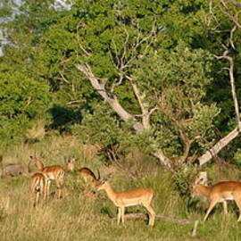 Impala and Warthog