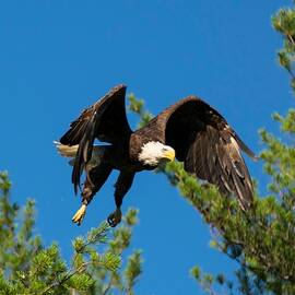 In Flight by Jan Mulherin