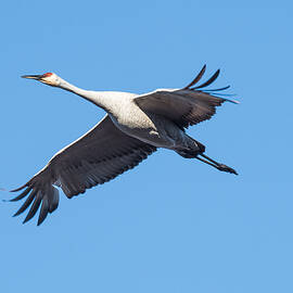 In flight Sand Hill Crane