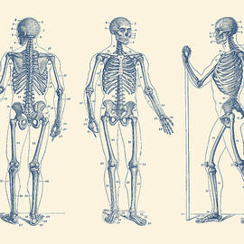 In Motion Skeletal Diagram - Vintage Anatomy Print by Vintage Anatomy Prints