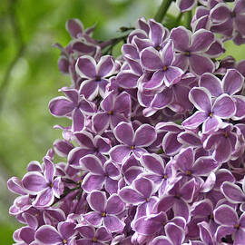 In The Garden. Lilac