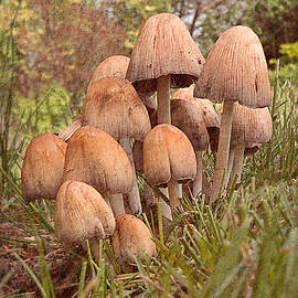 Inky Cap Mushrooms - vertical