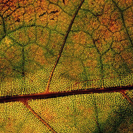 Intricate and natural patterns of a leaf during autumn by Sami Sarkis Photography