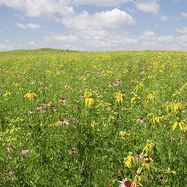 Iowa Summer Flowers II by Dylan Punke