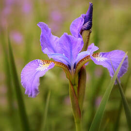 Iris Art by Jessica Jenney