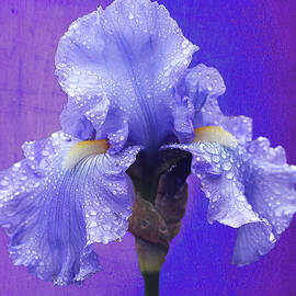 Iris Blue by Vanessa Thomas