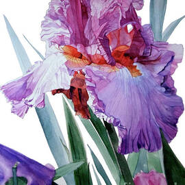 Watercolor of an Iris in Pink, Lilac and Red by Greta Corens