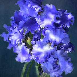 Light Blue Irises by Isabela and Skender Cocoli