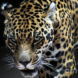 Jaguar-7251 by Gary Gingrich Galleries