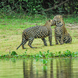 Jaguar Pair On Riverbank #1 by Morris Finkelstein