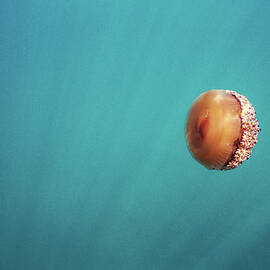 Jellyfish by Gemma Silvestre