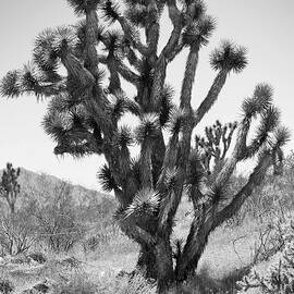 Joshua Tree 2 by Mike McGlothlen