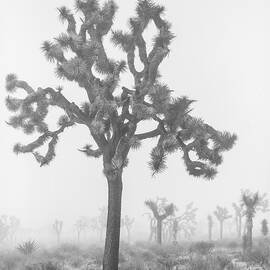 Joshua Tree in Fog 2 by Alex Snay