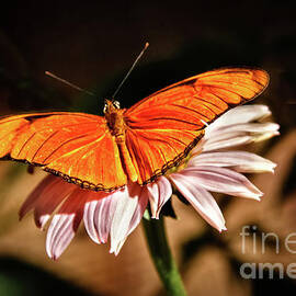 Julia Butterfly by Robert Bales