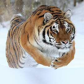 Jumping Tiger by Steve McKinzie
