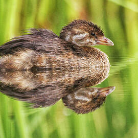 Juvenile Pied Billed Grebe by Ruth Jolly