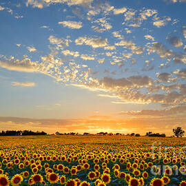Kansas Sunflowers at Sunset by Catherine Sherman
