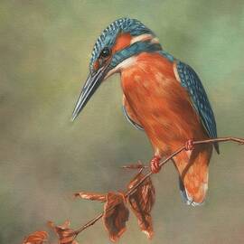 Kingfisher Perched by David Stribbling