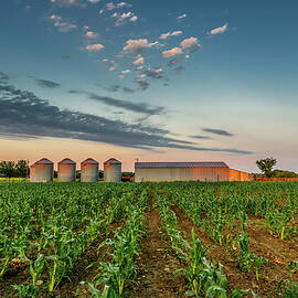 Knee High Sweet Corn by Steven Sparks