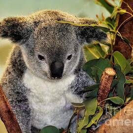 Koala Cuteness by Diann Fisher