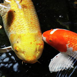 Koi In A Pond by Daniel Caracappa