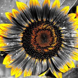 Sun Flower BWY by Daniel Thompson