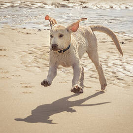 Labrador Jumping by Jean Noren