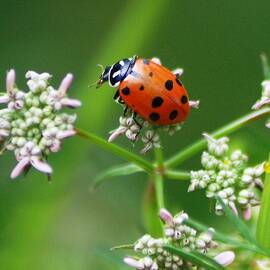 Ladybug in HUntington Botanical Garden by Meeli Sonn