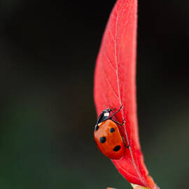 Ladybug On An Autumn Leaf by MSVRVisual Rawshutterbug