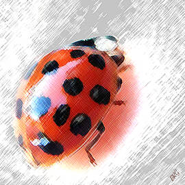 Ladybug Spectacular