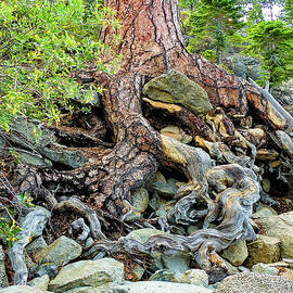 Lake Tahoe Gnarled  Root Tangle by Norma Brandsberg