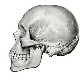 Lateral View of Human Skull by German School
