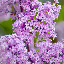 Lavender Lilacs by Regina Geoghan