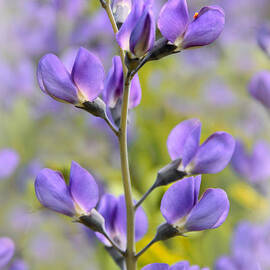 Lavender Whispers by Jessica Jenney