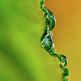 Leaf Profile and Water Droplets