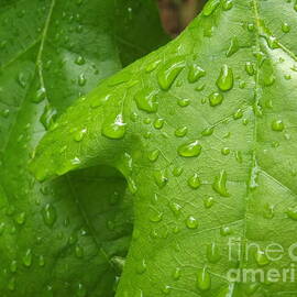 Leaves After a Rain by Cheryl Hardt Art