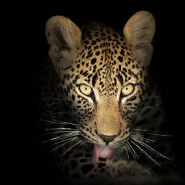 leopard in the dark by Johan Swanepoel