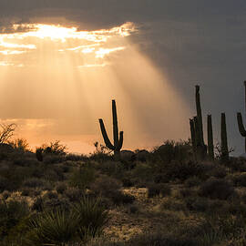 Light in the desert by Ruth Jolly