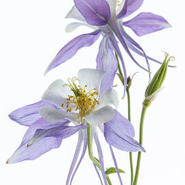 Lilac Aquilegia by Ann Garrett