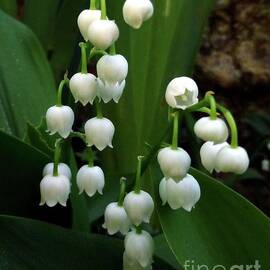 Lilies of The Valley by Old Stone Wall by Barbie Corbett-Newmin