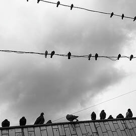Lines and birds by Mariia Kalinichenko