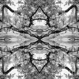 Live Oak Kaleidoscope, Black and White by Liesl Walsh