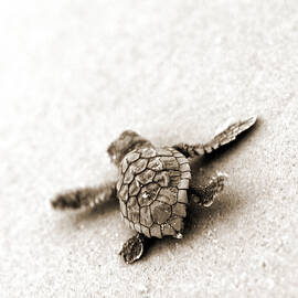 Loggerhead by Michael Stothard