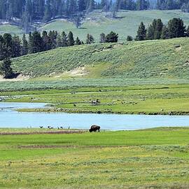 Lone Bison out on the Prairie by M C Hood