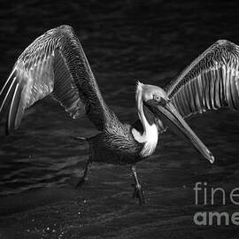 Lone Pelican in flight - black and white by Stefano Senise