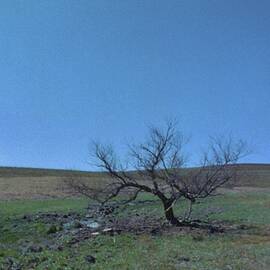 Lone Tree    Flint Hills    Kansas   by Rory Cubel